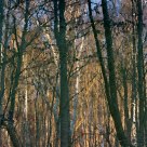Woods on the water